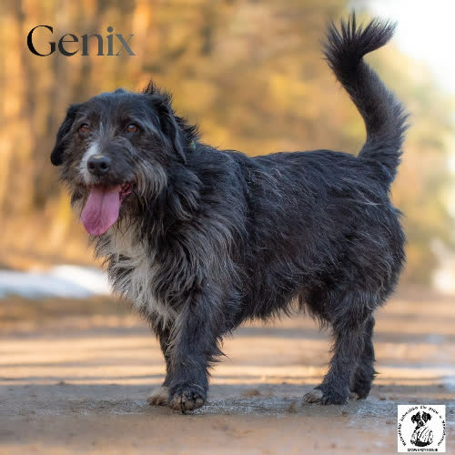 Psy ze schroniska do adopcji Wesoły GENIX 