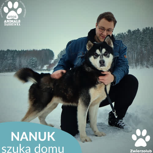 Nanuk