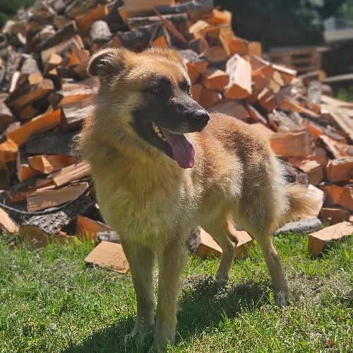 Neon mix owczarek Belgijski 