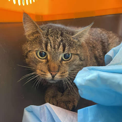 Koty ze schroniska do adopcji A118