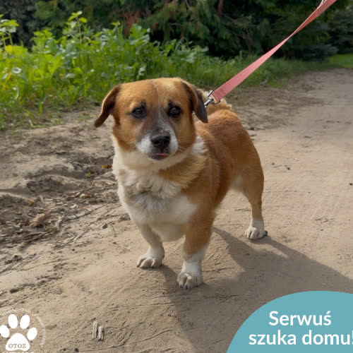 Psy ze schroniska do adopcji Serwuś