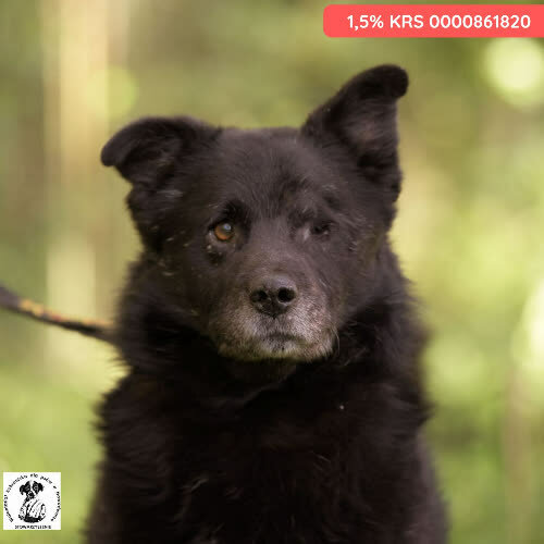 Psy ze schroniska do adopcji Spartakus