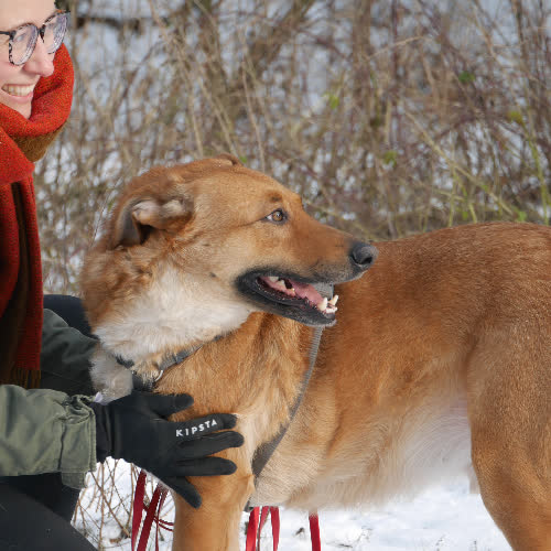 Psy ze schroniska do adopcji Pluto