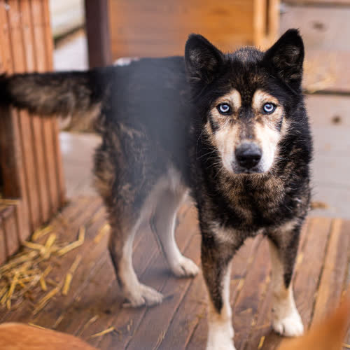 Psy ze schroniska do adopcji Jaspis