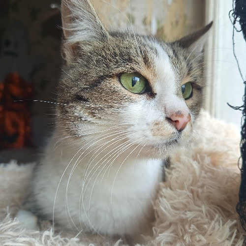 Koty ze schroniska do adopcji Zucca