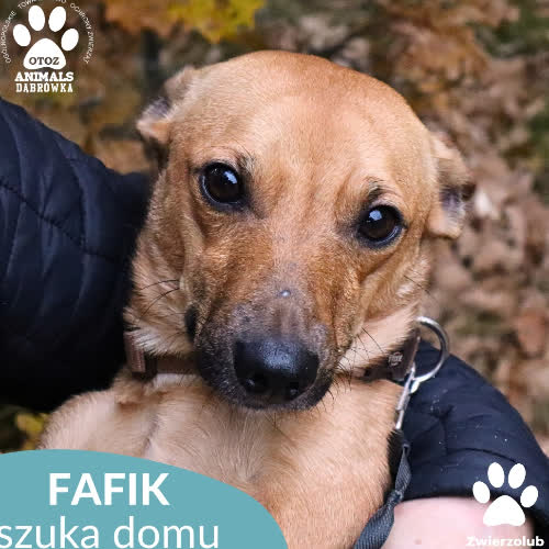 Psy ze schroniska do adopcji Fafik