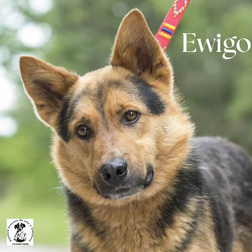Ewigo