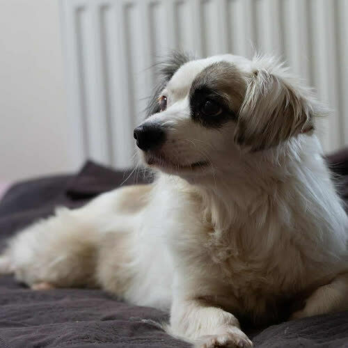 Psy ze schroniska do adopcji Lollipop