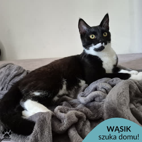 Koty ze schroniska do adopcji Wąsik