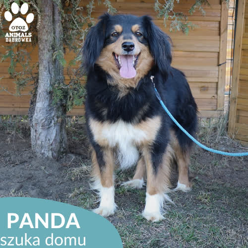 Psy ze schroniska do adopcji Panda