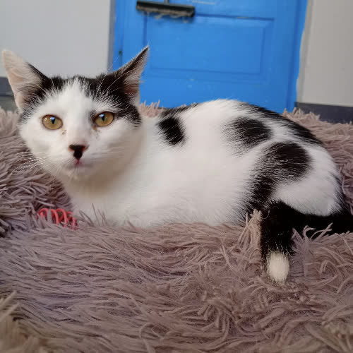 Koty ze schroniska do adopcji Kapsel