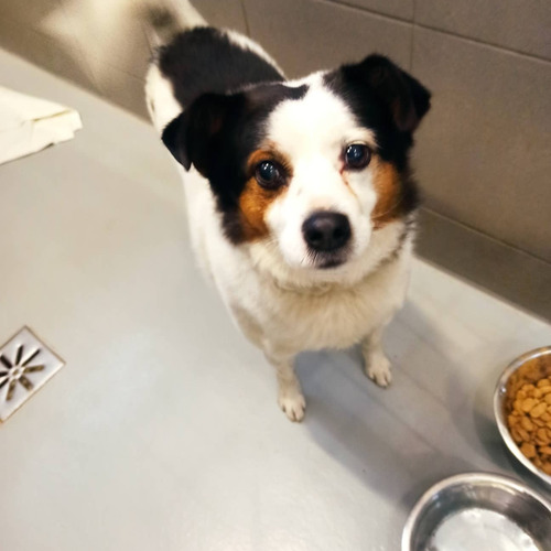 Drak - odebrany przez wł.