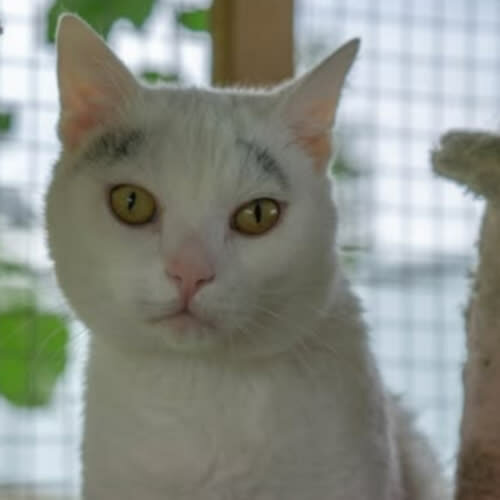 Koty ze schroniska do adopcji Kortez