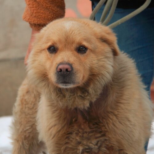 Puszek - pies, który żył na łańcuchu