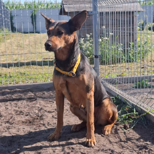 Psy ze schroniska do adopcji Sojka