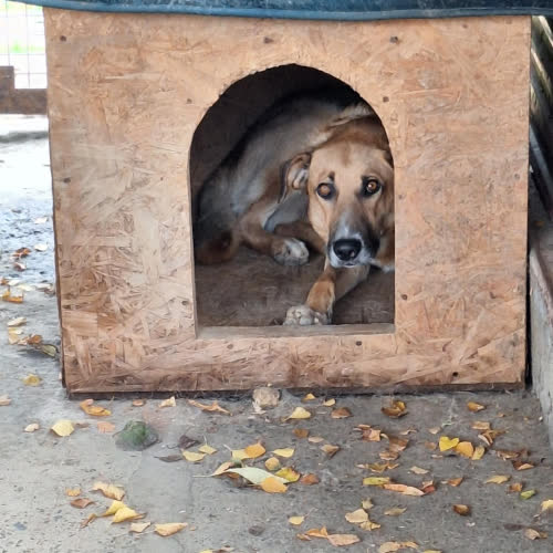 Psy ze schroniska do adopcji Hubek