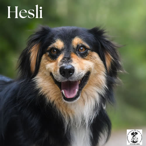 Hesli 