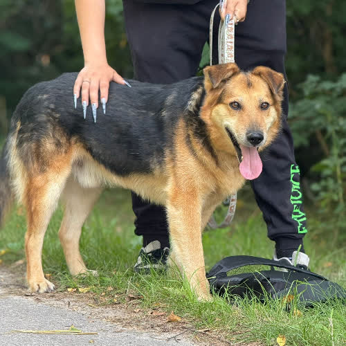 Psy ze schroniska do adopcji Ege