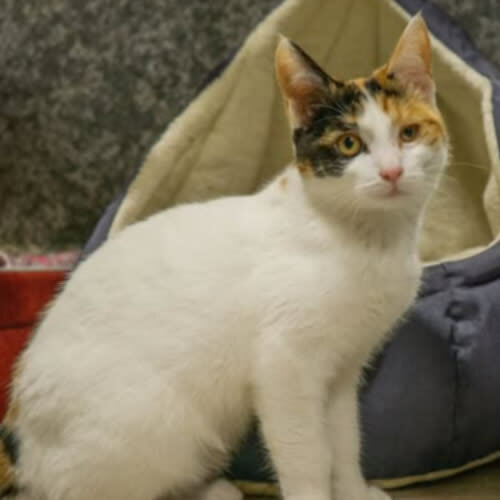 Koty ze schroniska do adopcji Teosia