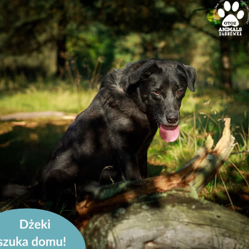 Psy ze schroniska do adopcji Dżeki