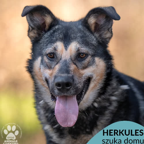 Herkules