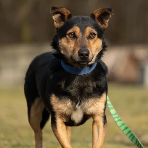 Psy ze schroniska do adopcji Kozak 