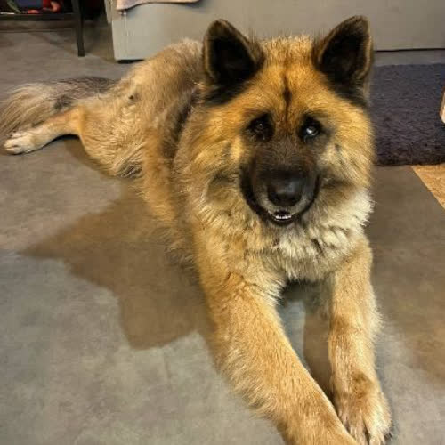 Psy ze schroniska do adopcji Ksenon