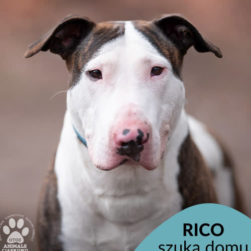 Psy ze schroniska do adopcji Rico