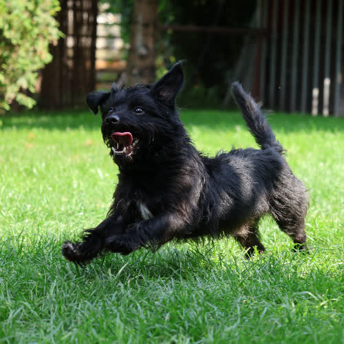 Psy ze schroniska do adopcji Nosek