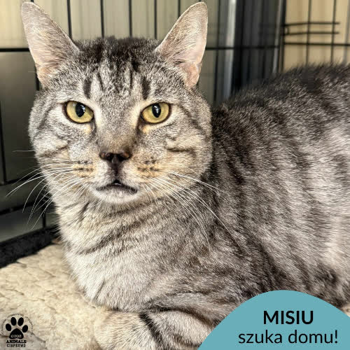 Koty ze schroniska do adopcji Misiu