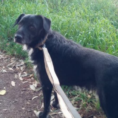 Psy ze schroniska do adopcji Tomi 138