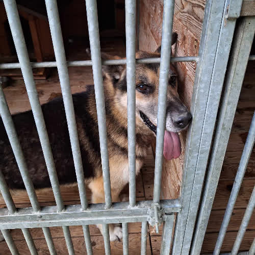Psy ze schroniska do adopcji Dragon