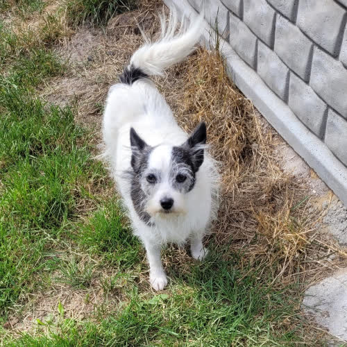 Psy ze schroniska do adopcji 