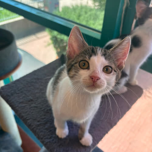 Koty ze schroniska do adopcji Iskierka 