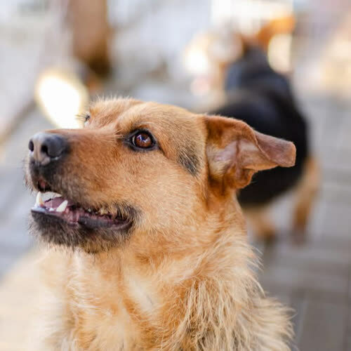 Psy ze schroniska do adopcji Kufel