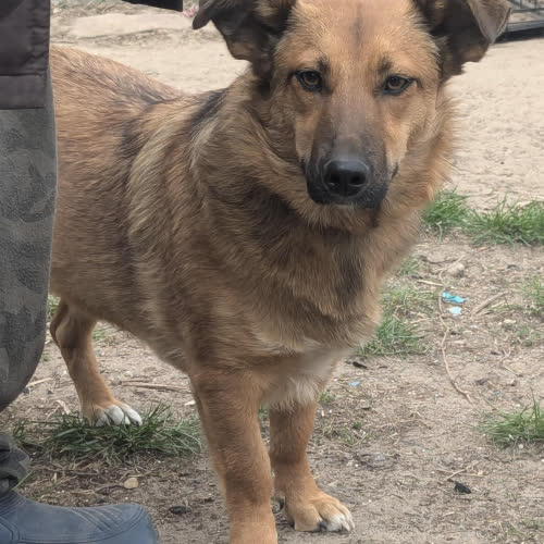 Psy ze schroniska do adopcji Balbina