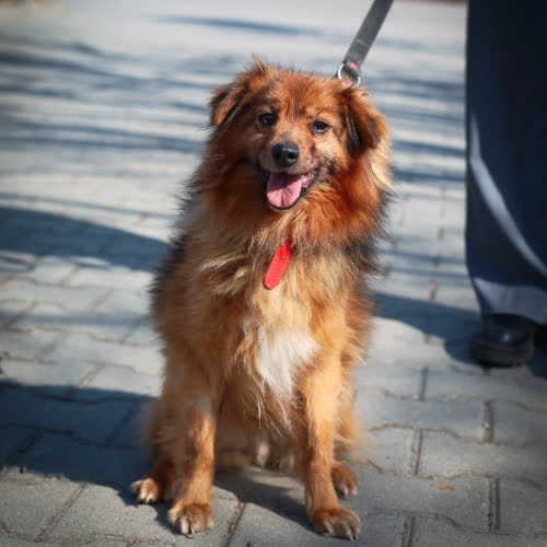 Psy ze schroniska do adopcji Bunio