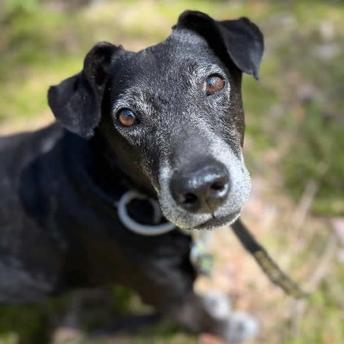 Psy ze schroniska do adopcji Pluto