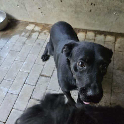 Psy ze schroniska do adopcji Laser