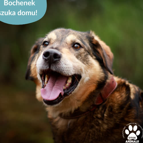 Psy ze schroniska do adopcji Bochenek