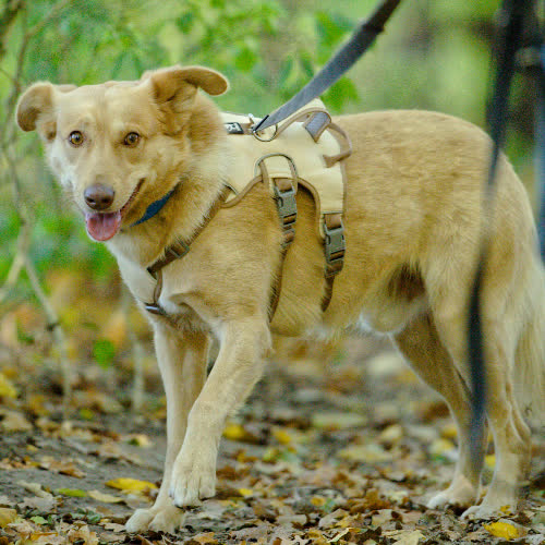 Psy ze schroniska do adopcji Bursztyn
