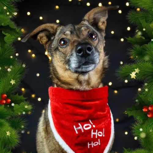 Psy ze schroniska do adopcji Kurant