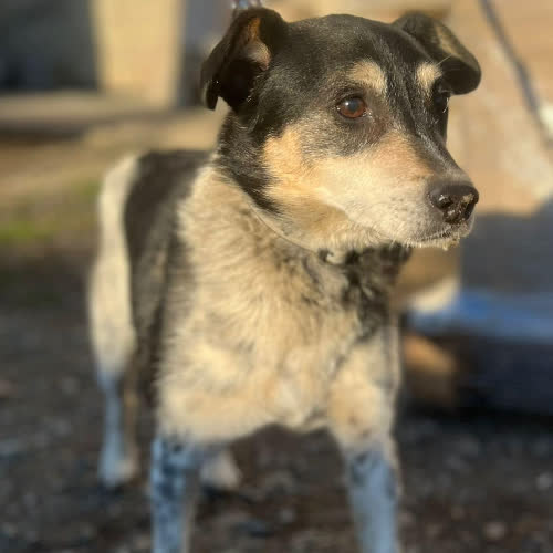 Psy ze schroniska do adopcji Łatek