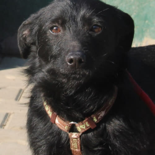 Psy ze schroniska do adopcji Kubuś