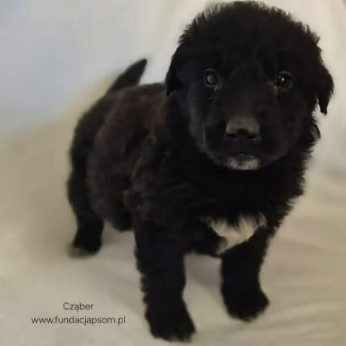Psy ze schroniska do adopcji Cząber