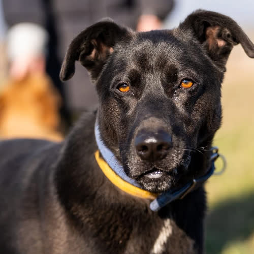 Psy ze schroniska do adopcji Frugo