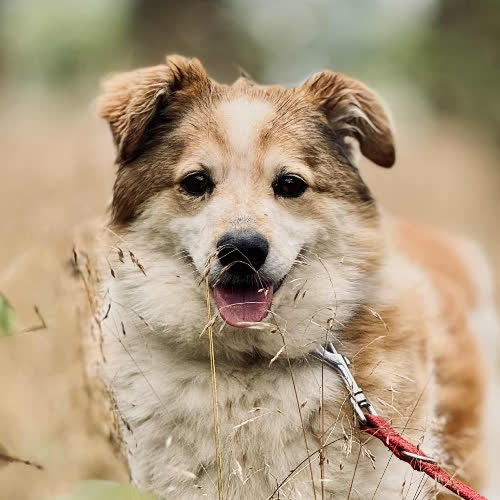 Psy ze schroniska do adopcji Bili