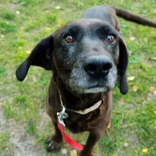 Psy ze schroniska do adopcji WALKER