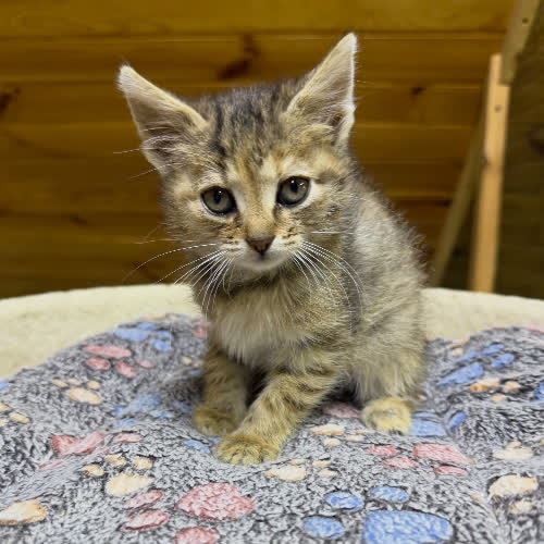 Koty ze schroniska do adopcji Hanusia 
