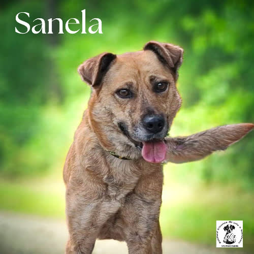 Psy ze schroniska do adopcji Sanela